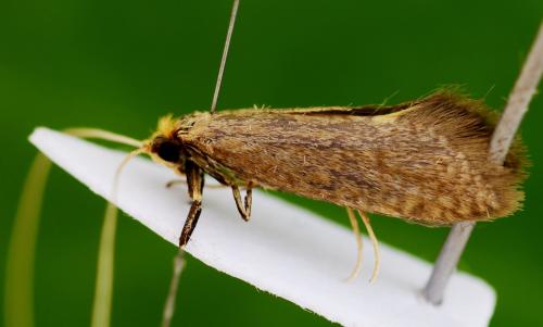 Nematopogon schwarziellus
